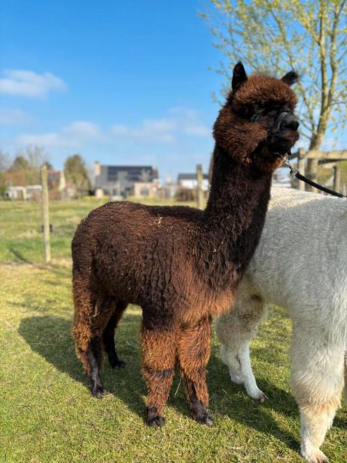 Heel mooi duo jonge alpacahengstjes Cowboy en Rizzo, Dieren en Toebehoren, Overige Dieren, Mannelijk