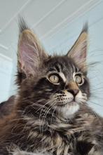 Chaton maine coon, Animaux & Accessoires, Chat, Vermifugé, 0 à 2 ans