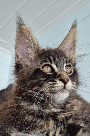 Chaton maine coon 