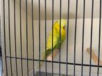 Engelse grasparkieten, Plusieurs animaux, Perruche