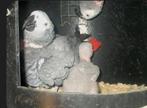 Gezocht grijze roodstaart koppel, Dieren en Toebehoren, Meerdere dieren, Papegaai, Geringd