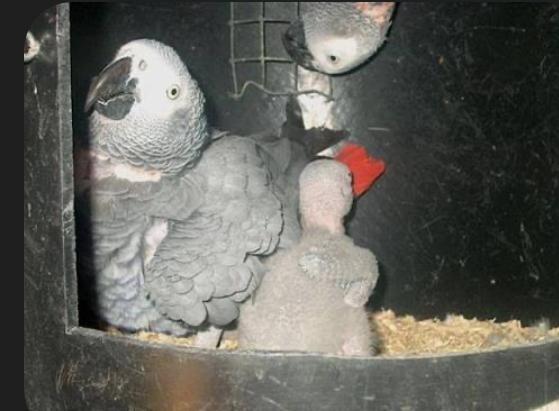 Gezocht grijze roodstaart koppel, Dieren en Toebehoren, Vogels | Parkieten en Papegaaien, Papegaai, Meerdere dieren, Geringd