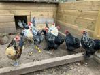 Cochin kriel kippen, Dieren en Toebehoren