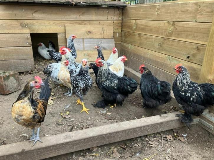 Cochin kriel kippen, Dieren en Toebehoren, Pluimvee