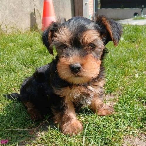 Yorkshire pupjes zoeken een warme thuis., Dieren en Toebehoren, Honden | Jack Russells en Terriërs, Meerdere dieren, Yorkshire Terriër