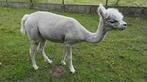 Alpaca merrie