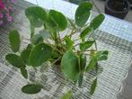 Pannekoek plant, Huis en Inrichting, Kamerplanten, Ophalen, Overige soorten, Minder dan 100 cm