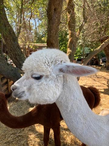 Alpaca merrie wandeltam drachtig beschikbaar voor biedingen