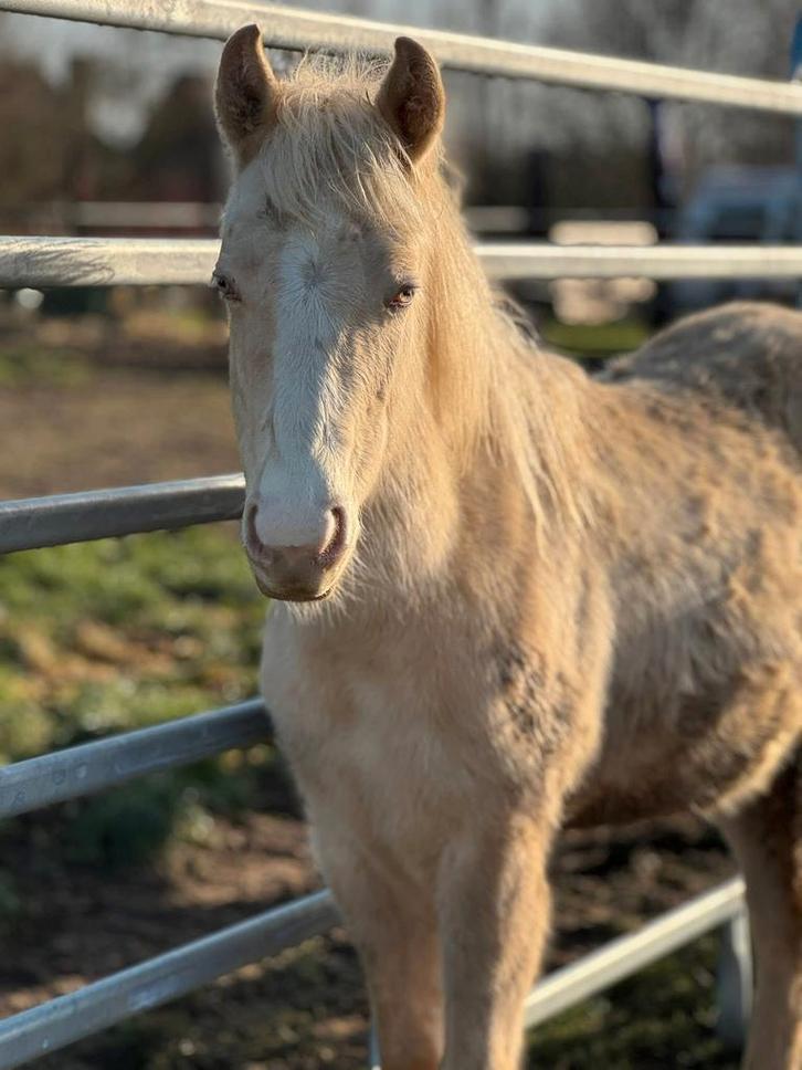Palomino pearl paint merrie, Dieren en Toebehoren, Pony's, Merrie, Onbeleerd, Westernpony, 0 tot 2 jaar, Met stamboom, Gechipt