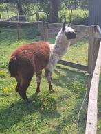 Alpaca hengst, Hengst