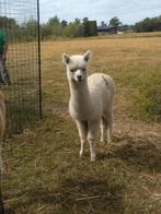 Mooie alpaca hengstjes te koop van 2025., Dieren en Toebehoren, Juli, Mannelijk