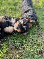 Wondermooie Cavapoo pups( dwergpoedel x cavallier), Dieren en Toebehoren, Poedel, België, CDV (hondenziekte), 8 tot 15 weken