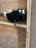 Serbiesch duiven, Dieren en Toebehoren