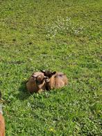 Bruine geit met 2 lammetjes te koop, Zo goed als nieuw, Ophalen, Overige diersoorten