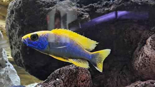 Aulonocara sunset heel mooie zoetwatervis!!, Dieren en Toebehoren, Vissen | Aquariumvissen, Zoetwatervis, Vis