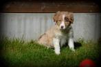 Chiots Border Collie, Animaux & Accessoires, Chiens | Bergers & Bouviers, Chienne, Belgique, Colley, Plusieurs