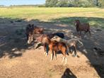 Nog 2 welsh merrie veulens te koop, Dieren en Toebehoren, Merrie, Springpony, B pony (1.17m tot 1.27m), Onbeleerd