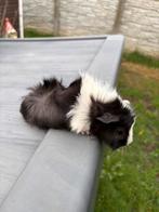 Borstelharig cavia vrouwtje, Dieren en Toebehoren, Knaagdieren, September, Vrouwelijk, Cavia