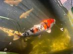 Koi karper, Dieren en Toebehoren, Karper of Koi