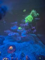 Blue marine rif ceramic / levendsteen  zeeaquarium, Dieren en Toebehoren