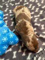 Dwergpinscher reutje, Dieren en Toebehoren, Honden | Bulldogs, Pinschers en Molossers, België, CDV (hondenziekte), 8 tot 15 weken