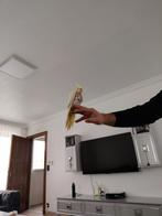 6weken albino valkparkiet handtam, Immo