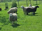 Brebis, Mouton, Femelle, 0 à 2 ans