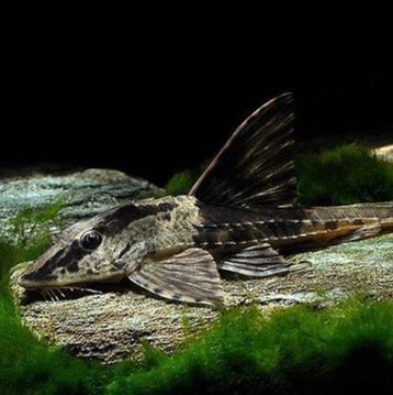 Loricariidae rio atabapo beschikbaar voor biedingen