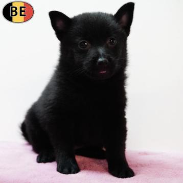 Schipperke - Belgische pups te koop beschikbaar voor biedingen