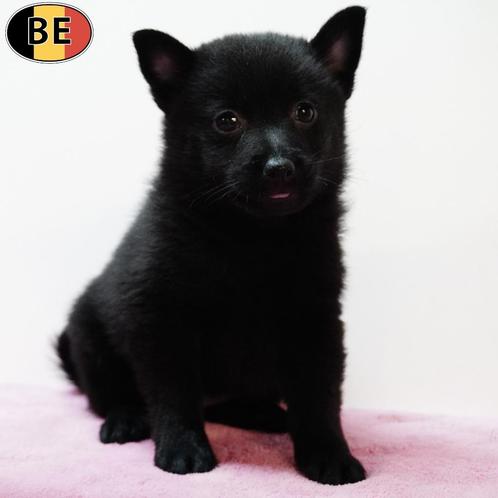 Schipperke - Belgische pups te koop, Dieren en Toebehoren, Honden | Herdershonden en Veedrijvers, Meerdere dieren, Overige rassen