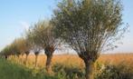 Knotwilg, Tuin en Terras, Planten | Bomen, Ophalen of Verzenden