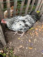 Wyandotte haan, Dieren en Toebehoren