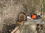 Hout Boomstam notelaar, Ophalen, Overige typen, Nieuw, 200 tot 250 cm