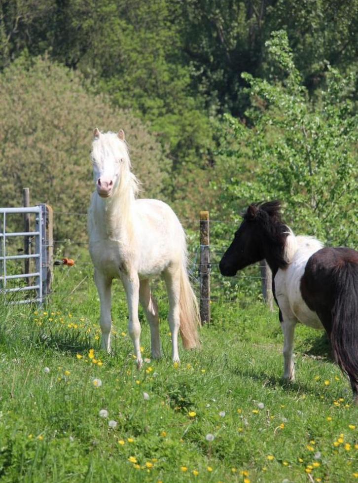 Welsh A pony hengst, Animaux & Accessoires, Poneys, Étalon, Ne s'applique pas, Poney A (jusqu'à 1.17 m), Poney de récréation, 3 à 6 ans