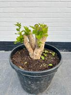 Hibiscus, Ophalen