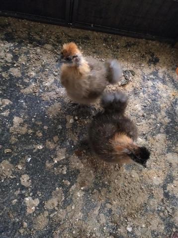 Laatste 2 zijdehoender kuikens beschikbaar voor biedingen