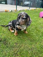 Chiots teckels nains Teckel
