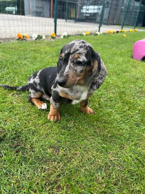 Teckel dwergteckel pups, Dieren en Toebehoren, Honden | Teckels en Dashonden, Meerdere dieren, Korthaar, Dwerg, Fokker | Professioneel