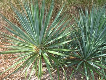 Yucca filamentosa palmlelie,winterhard beschikbaar voor biedingen