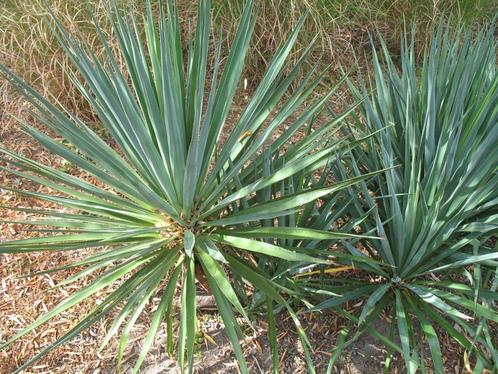 Yucca filamentosa palmlelie,winterhard, Tuin en Terras, Planten | Tuinplanten, Ophalen of Verzenden