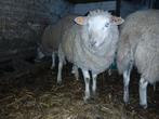 swifter ram, Dieren en Toebehoren