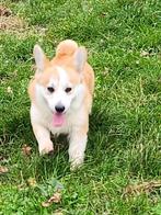 Welsh corgi pembroke reutje, Dieren en Toebehoren, Honden | Herdershonden en Veedrijvers, Fokker | Hobbymatig, 15 weken tot 1 jaar