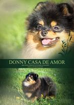 Black en Tan Dekreu FCI Dwergkees Pomeranian Pomeriaan, Dieren en Toebehoren, Honden | Poolhonden, Keeshonden en Oertypen, CDV (hondenziekte)