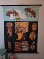 Photo de l'école Honey Bee (Jung Koch Quentell), Enlèvement