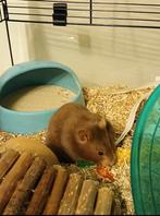 Syrische hamster mannetje met gratis grote hamsterkooi, Animaux & Accessoires, Rongeurs, Mâle, Hamster