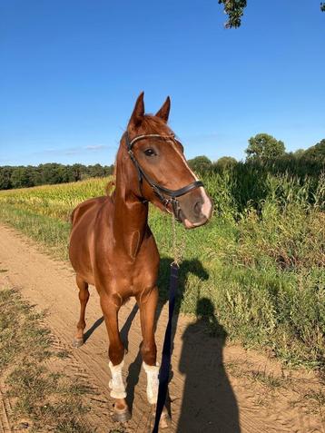 3 jarige spring E Ruin  beschikbaar voor biedingen