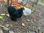 Zwarte cochin hen, Dieren en Toebehoren, Pluimvee