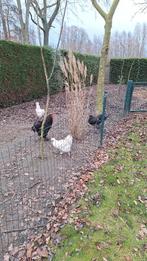 Brahma  en zijdehoender hanen, Dieren en Toebehoren