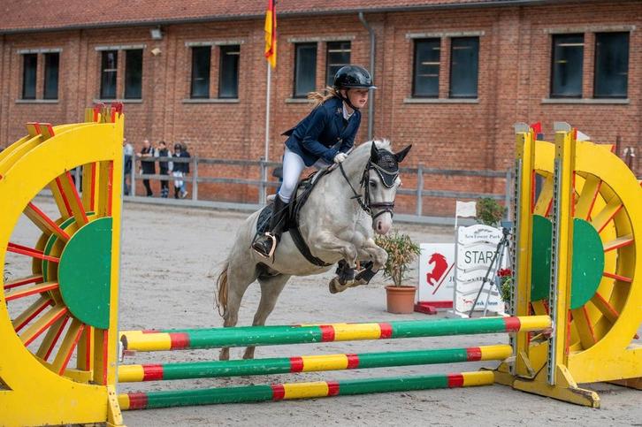 A pony, Dieren en Toebehoren, Paarden, Merrie, Minder dan 160 cm, 7 tot 10 jaar, Springpaard, Met stamboom, Gechipt, Ontwormd