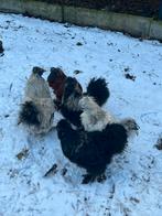 4 zijdehoender hanen, Dieren en Toebehoren